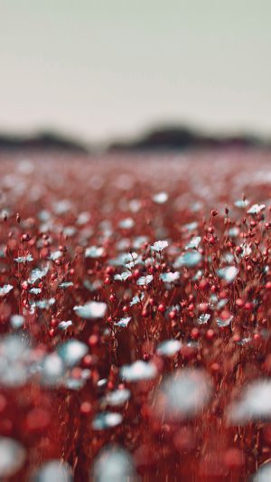 Field Red Cosmos Flower Spring Nature Beautiful Android wallpaper
