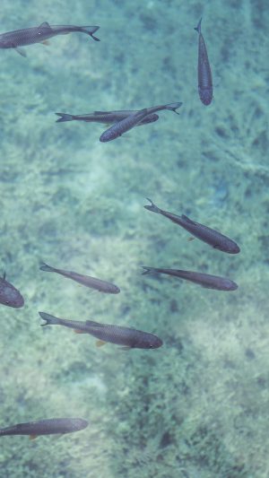 Fish Sea Water Nature Blue Android wallpaper