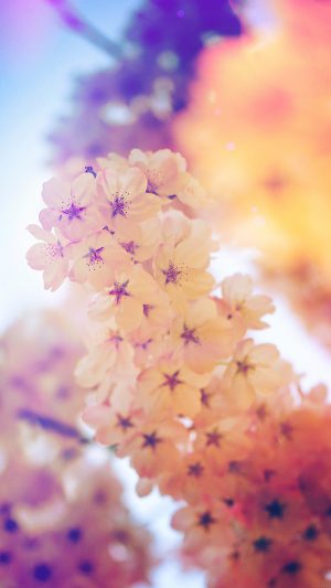 Flower Blossom Cherry Blue Flare Tree Nature Android wallpaper