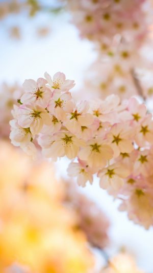 Flower Blossom Cherry Tree Nature Android wallpaper