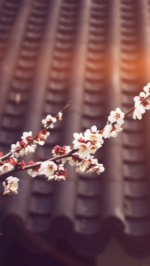 Flower Blossom Spring Flare Fun Nature Android wallpaper