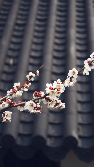 Flower Blossom Spring Fun Nature Android wallpaper