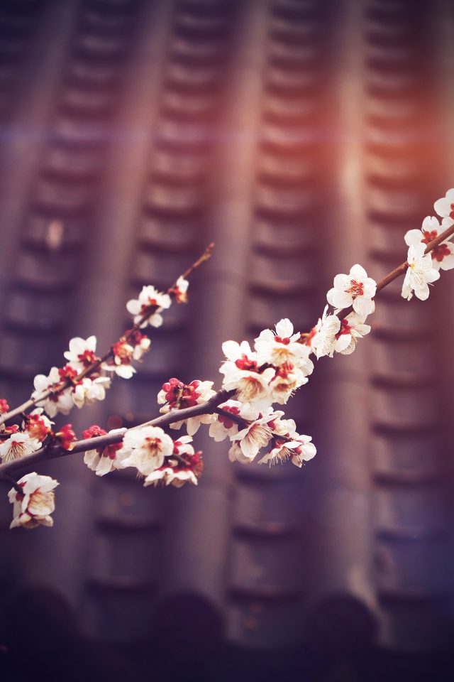 Flower Blossom Spring Vignette Flare Fun Nature Android wallpaper