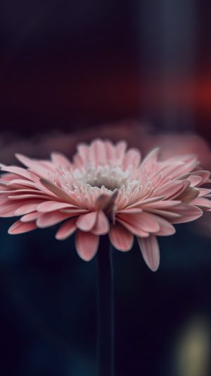 Flower Blue Calm Nature Bokeh Android wallpaper