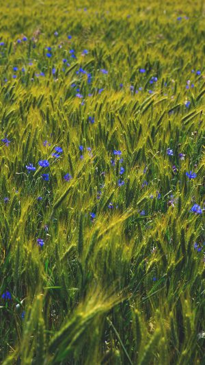 Flower Blue Nature Love Summer Day Android wallpaper