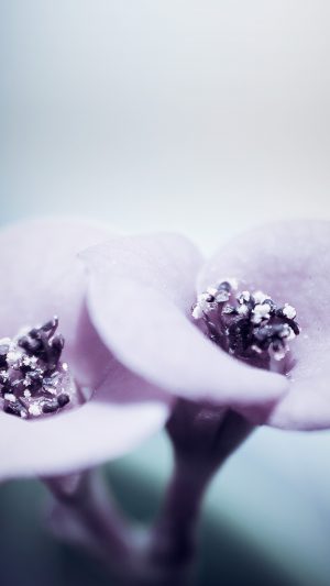 Flower Blue Purple Beautiful Rain Nature Android wallpaper