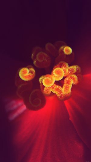 Flower Blue Zoom Beautiful Nature Sprin Android wallpaper
