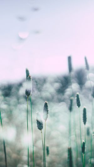 Flower Bokeh Spring Sunlight Nature Android wallpaper
