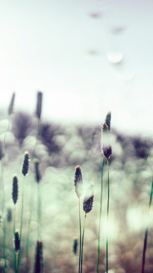 Flower Bokeh Spring Sunlight Nature Fantastic Android wallpaper