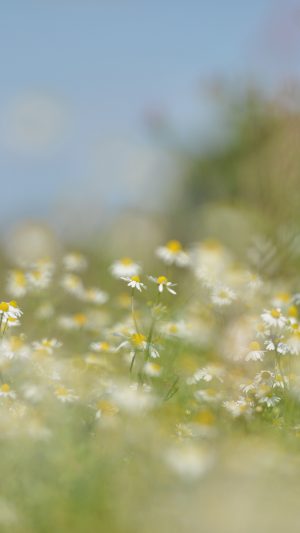 Flower Bokeh White Spring Nature Android wallpaper