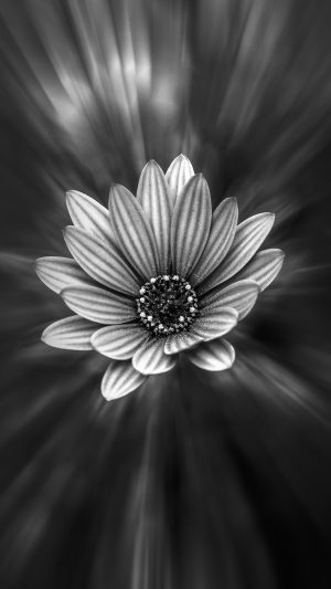 Flower Dark Black Nature Bw Android wallpaper