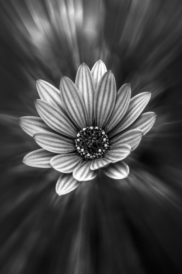 Flower Dark Black Nature Bw Android wallpaper
