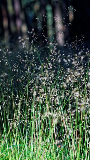 Flower Dark Green Nature Bokeh Android wallpaper