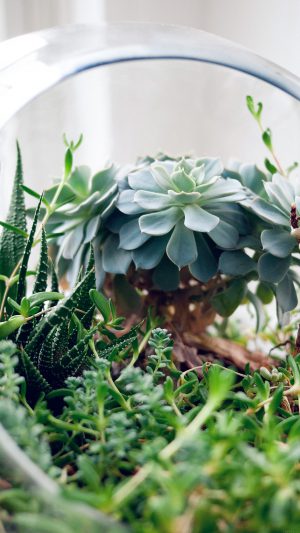 Flower Green House Vase Nature Art Android wallpaper