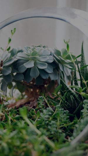 Flower Green House Vase Nature Art Dark Android wallpaper