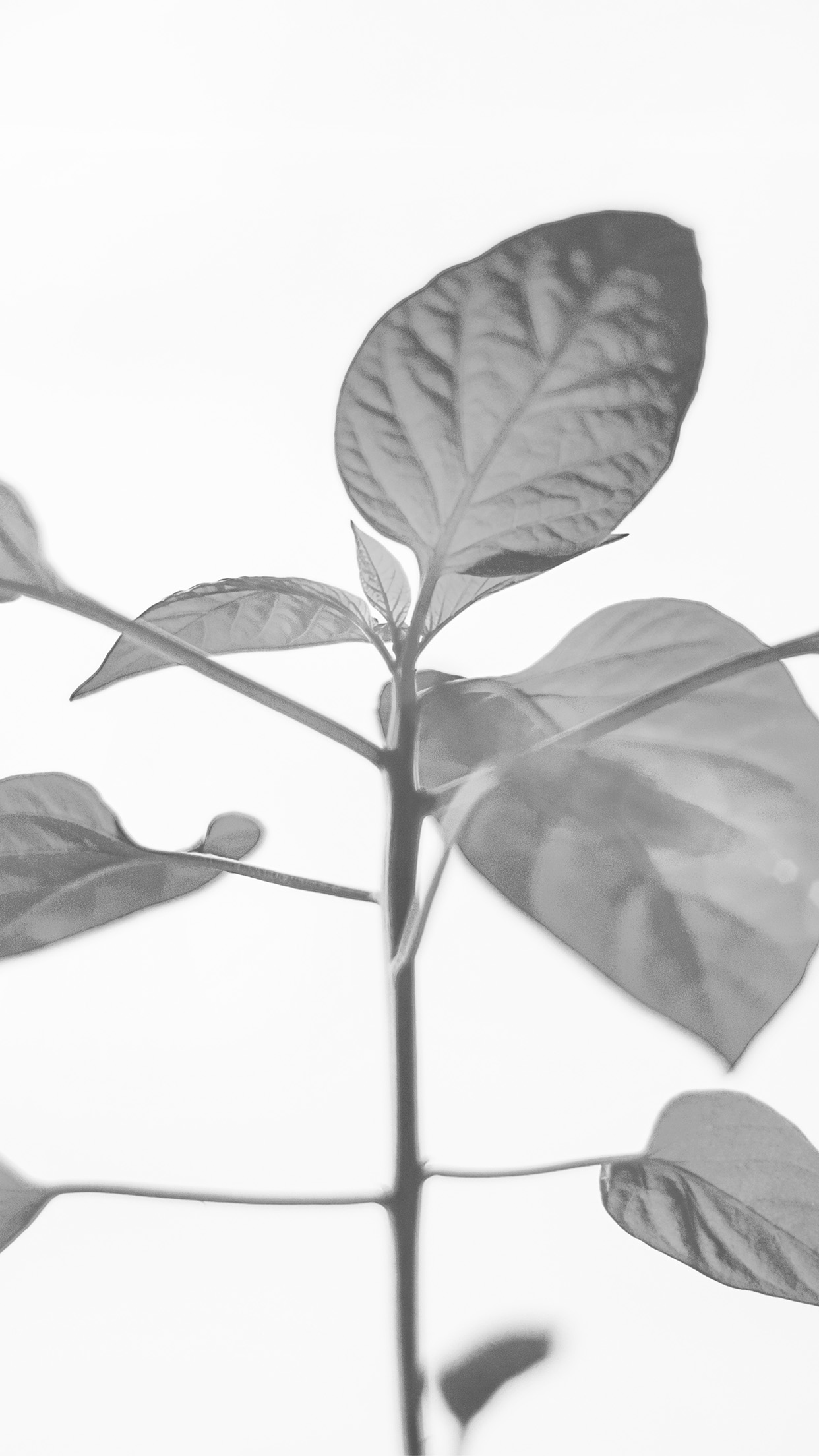 Flower Leaf Simple Minimal Nature Bw Android wallpaper