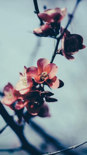 Flower Nostalgia Tree Spring Blossom Nature Android wallpaper
