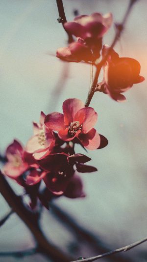 Flower Nostalgia Tree Spring Blossom Nature Flare Android wallpaper