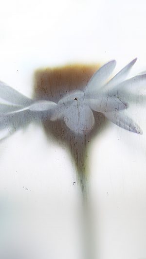 Flower Paint Art Texture Nature Android wallpaper