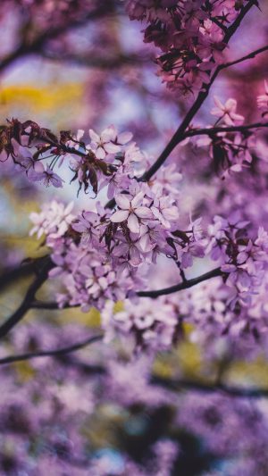 Flower Pink Blue Nature Bokeh Tree Sprin Android wallpaper