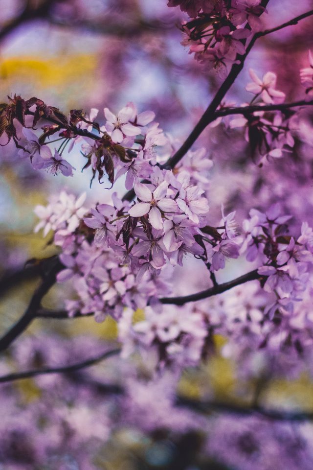 Flower Pink Blue Nature Bokeh Tree Sprin Android wallpaper