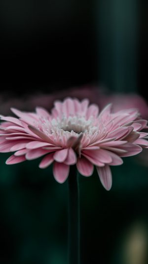 Flower Pink Calm Nature Bokeh Android wallpaper