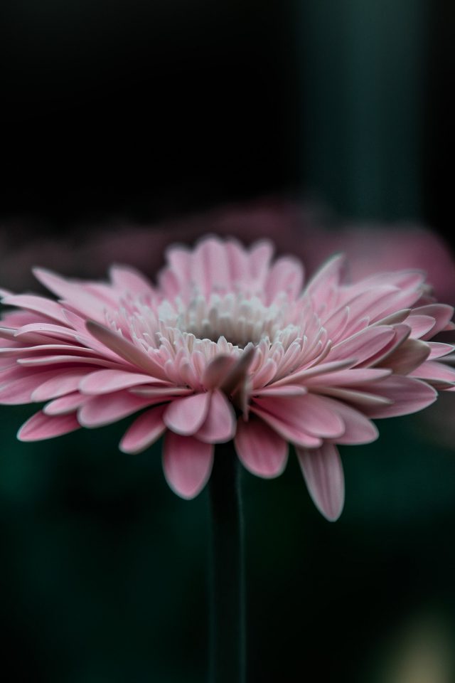 Flower Pink Calm Nature Bokeh Android wallpaper