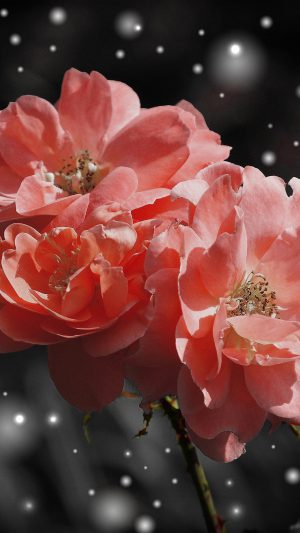 Flower Pink Snow Nature Art Android wallpaper