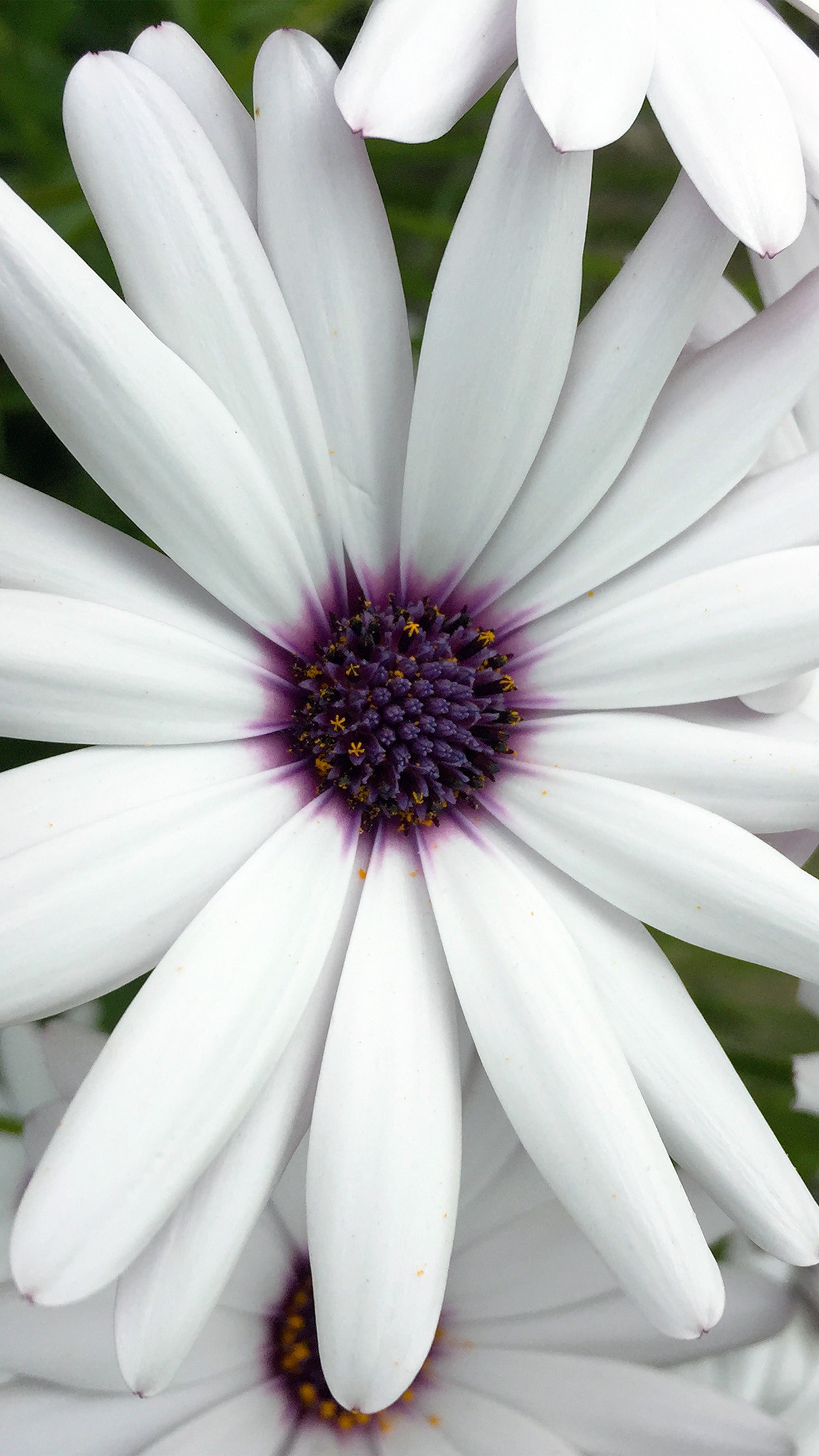 Flower Purple White Spring Nature Android wallpaper