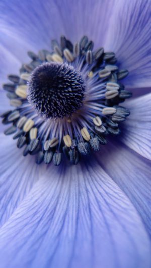Flower Purple Zoom Focus Nature Android wallpaper