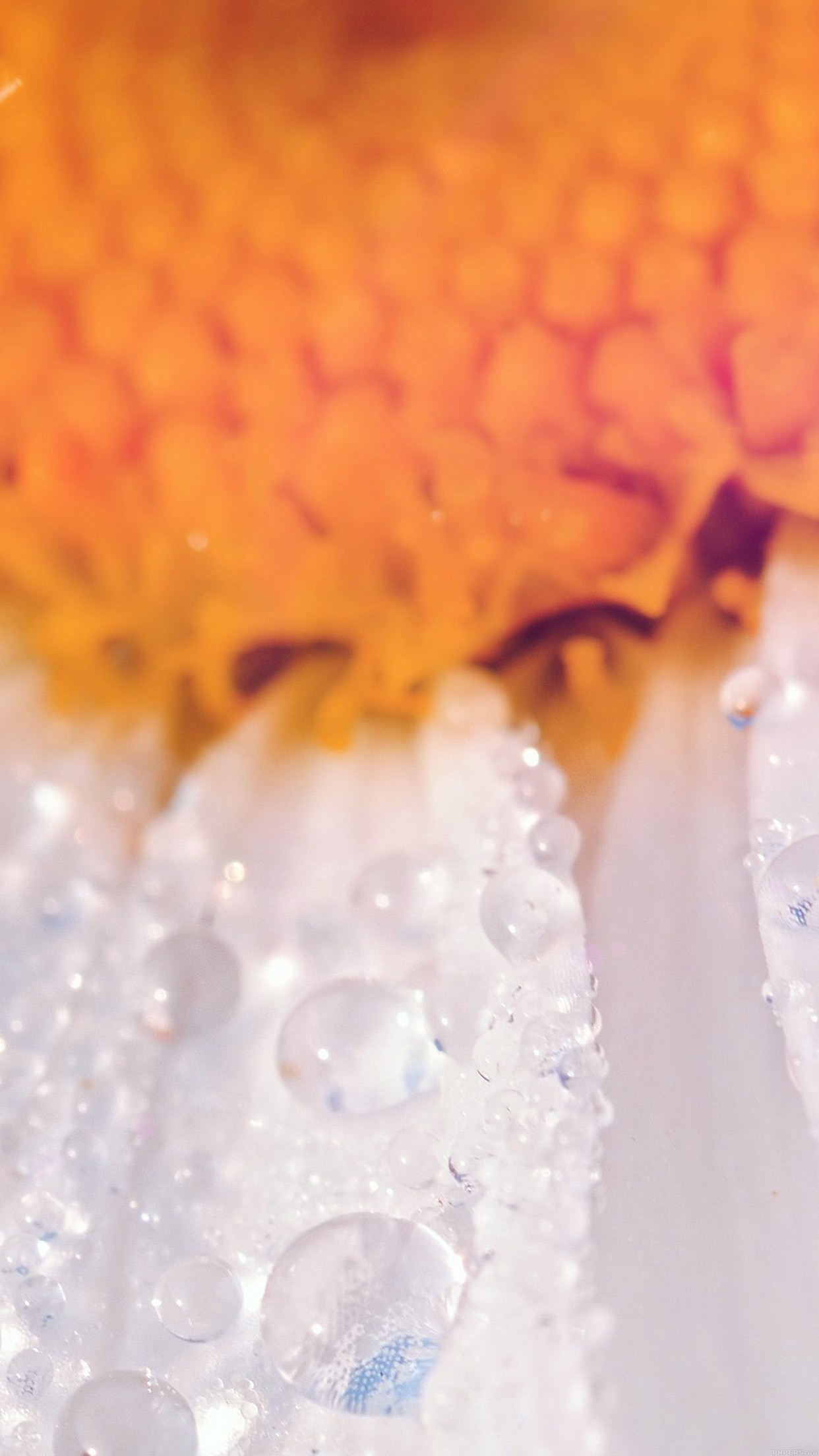 Flower Raindrop Orange Nature Android wallpaper
