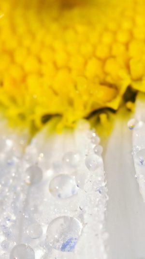 Flower Raindrop Yellow Nature Android wallpaper