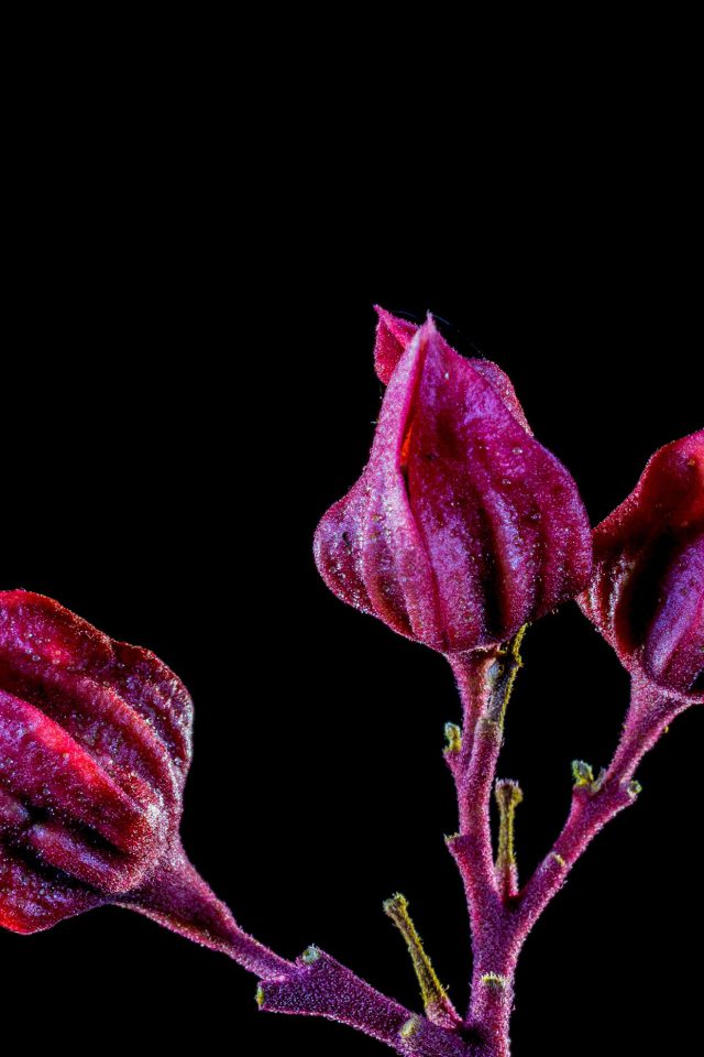 Flower Red Dark Art Nature Android wallpaper