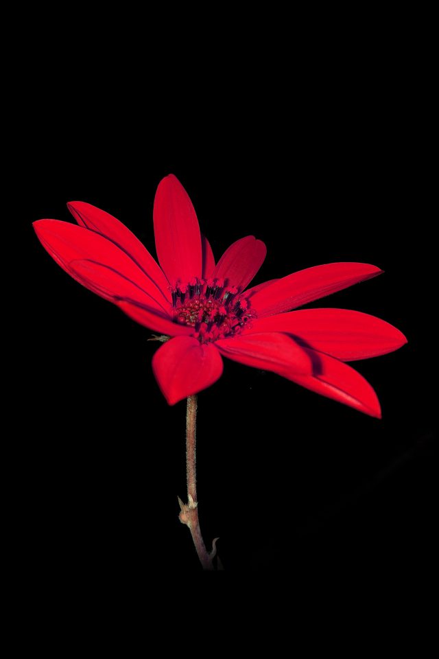 Flower Red Nature Art Dark Minimal Simple Android wallpaper