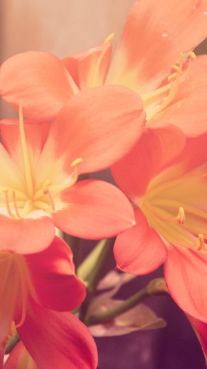 Flower Red Nature Yellow Blossom Android wallpaper