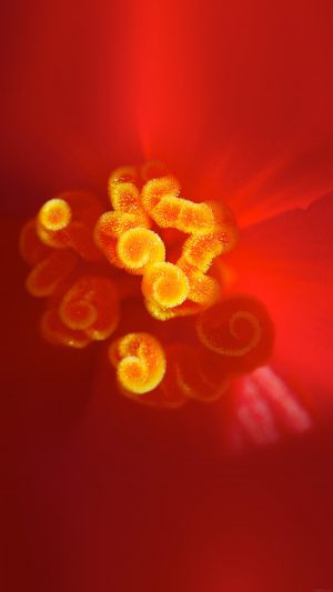 Flower Red Zoom Beautiful Nature Sprin Android wallpaper