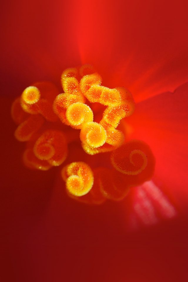 Flower Red Zoom Beautiful Nature Sprin Android wallpaper