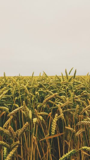 Flower Reed Field Rice Nature Green Yellow Android wallpaper
