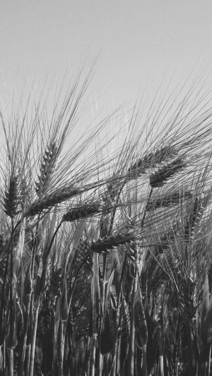 Flower Reed Food Nature Bw Dark Android wallpaper