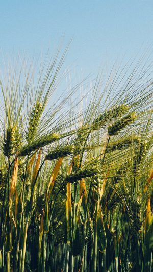 Flower Reed Food Nature Green Android wallpaper