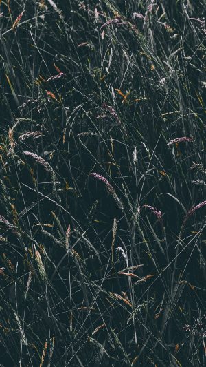 Flower Rye Green Dark Nature Android wallpaper