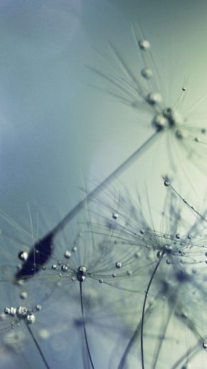 Flower Seed Art Blue Nature Flare Android wallpaper