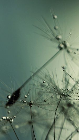Flower Seed Art Nature Android wallpaper