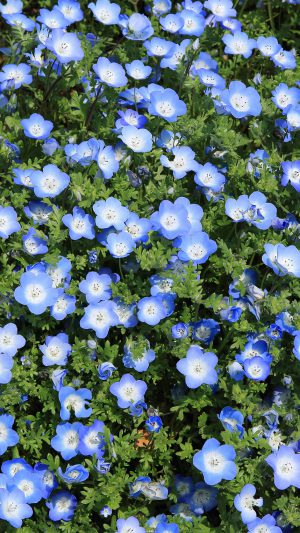 Flower Spring Blue Nature Android wallpaper
