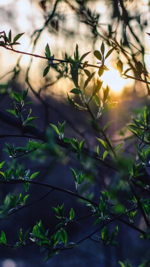 Flower Tree Sunset Nature Android wallpaper