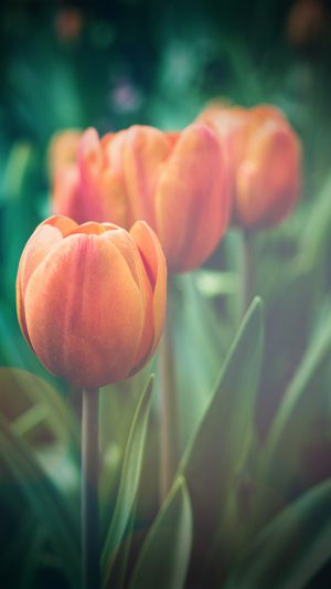 Flower Tulip Green Vignette Love Nature Android wallpaper