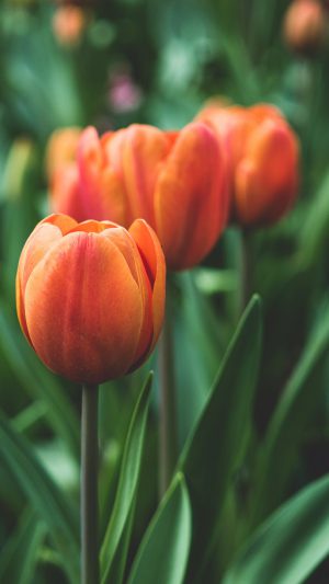 Flower Tulip Red Love Nature Android wallpaper