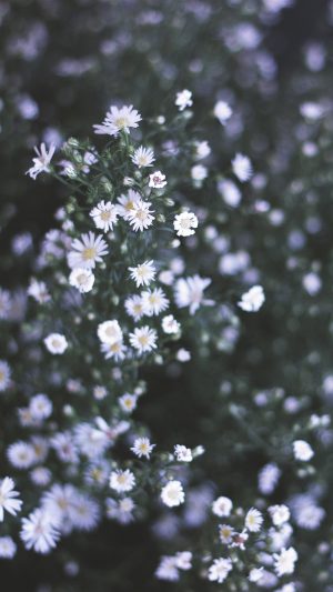 Flower White Spring Nature Android wallpaper