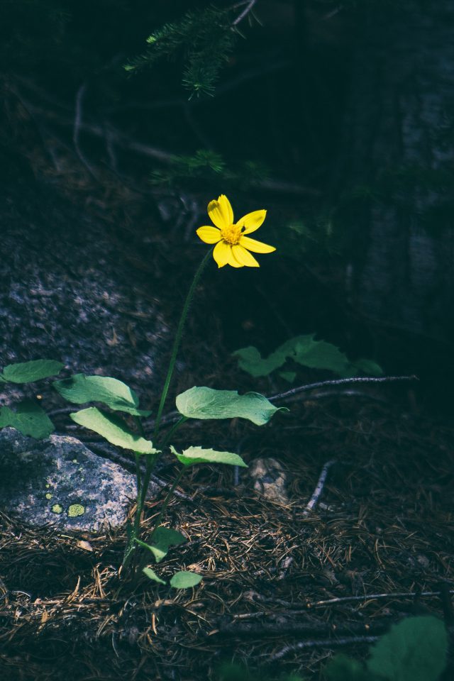 Flower Yellow Forest Wood Lonely Dark Nature Android wallpaper