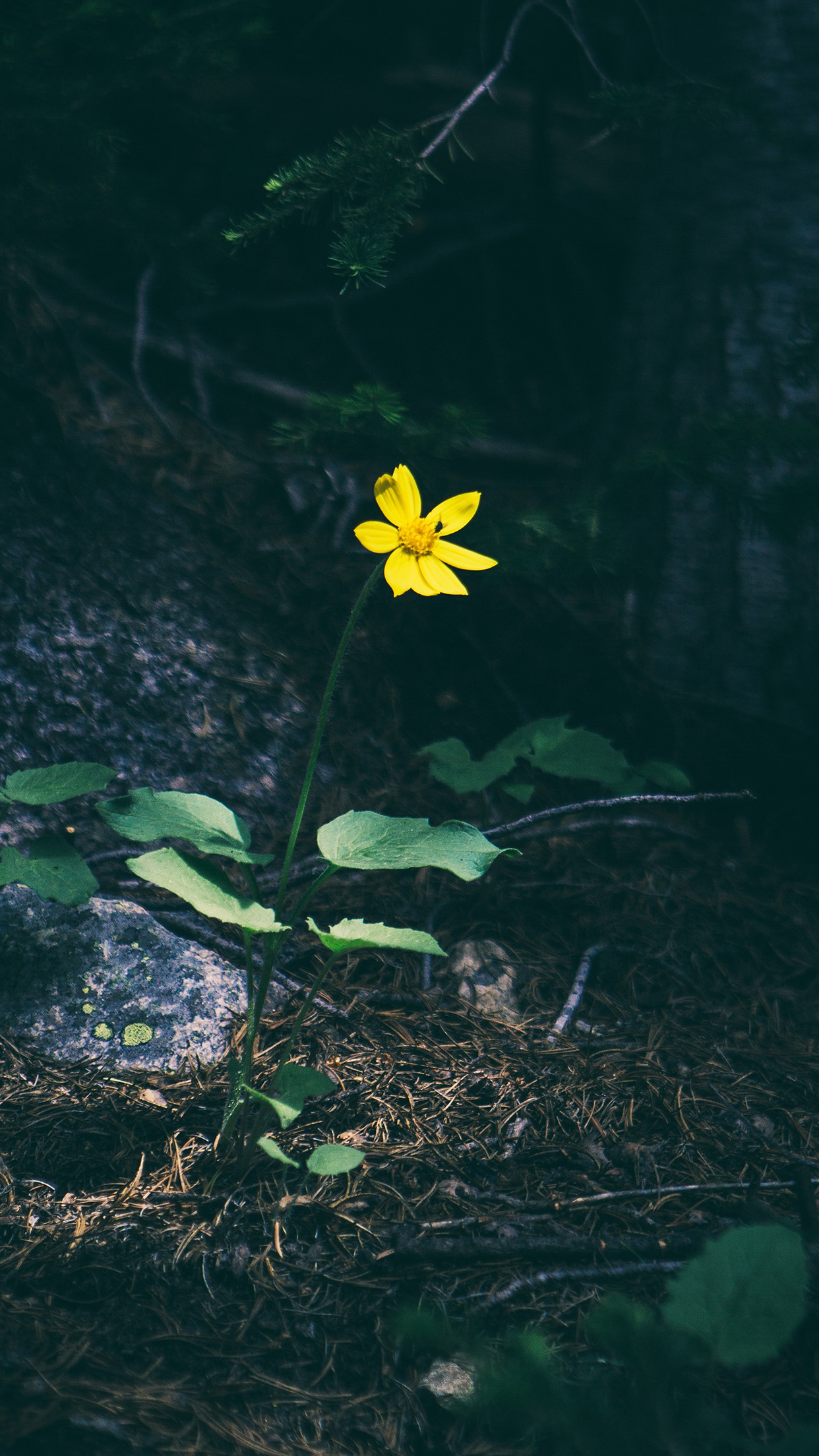 Flower Yellow Forest Wood Lonely Dark Nature Android wallpaper